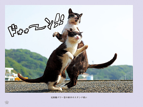 「のら猫拳キッズ」から(撮影:久方広之)