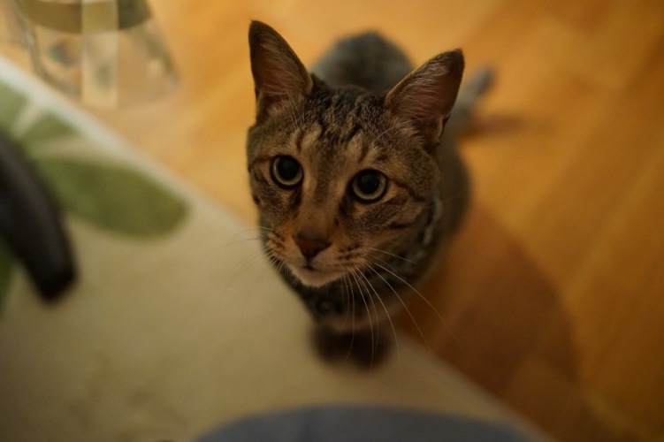 大人になっても、鳴き声はソプラノ 「どっちかというと、おしゃべりでーす」