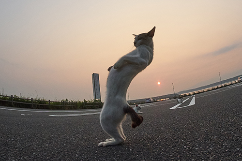 「のら猫拳キッズ」から(撮影:久方広之)