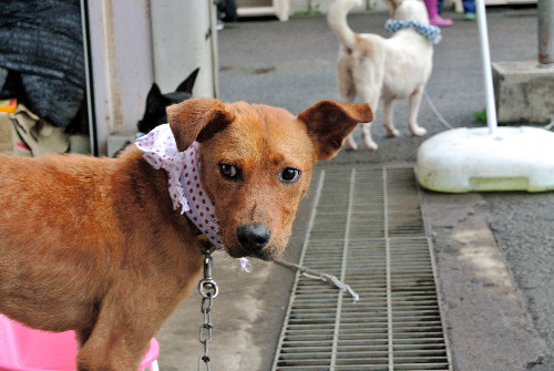 熊本県動物管理センターに収容され、新たな飼い主を待つ犬たち=3日、熊本市東区