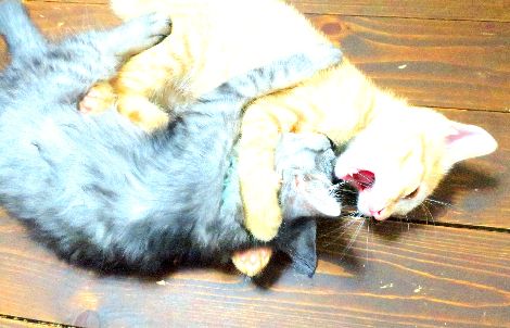 ダイニングテーブルで子猫がじゃれあうのは日常の光景