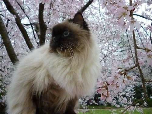 3年前、ハイジ14歳。いつもの公園で=熊本市内