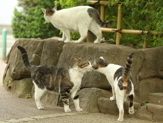 辰巳出版「好きな男を手に入れたければ、ネコ系女子になりなさい。」/撮影・沖昌之