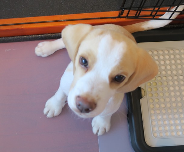 富男の額。白い模様のところが、猫の耳と体に見える