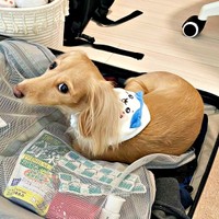 スーツケースに入ってチラリ。こちらを見るちゃちゃちゃん（画像提供：ちゃちゃさん）