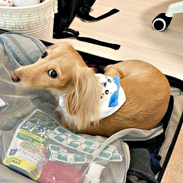 スーツケースに入ってチラリ。こちらを見るちゃちゃちゃん（画像提供：ちゃちゃさん）