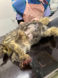 「これがネグレクトでないなら、何がネグレクトなのか」（「大師前どうぶつ病院」さん提供）