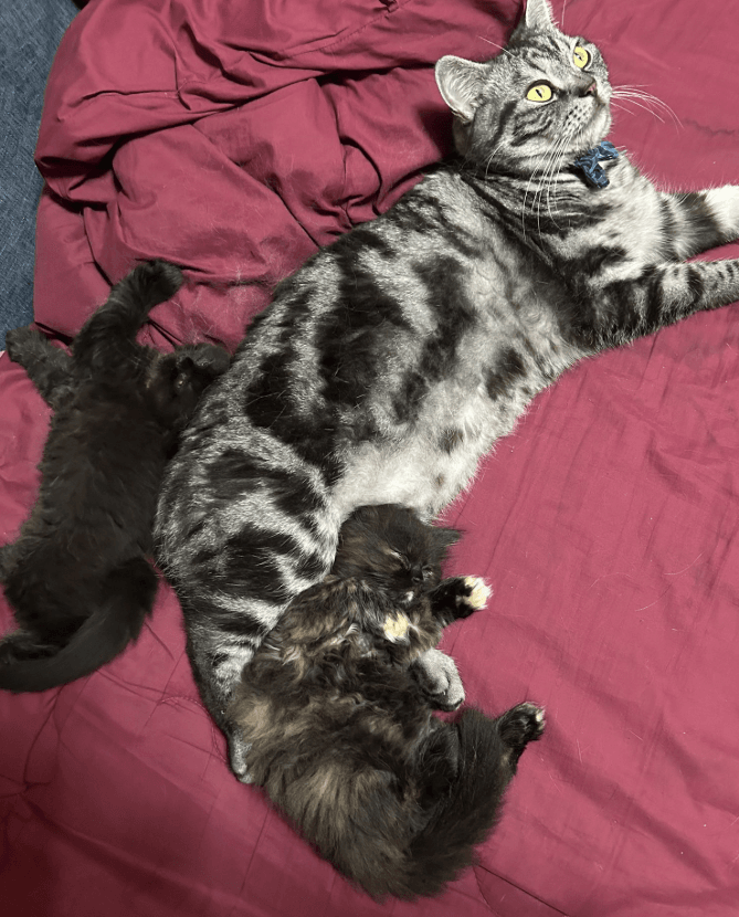 兄貴分が大好きな子猫たち