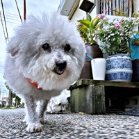 元気に散歩するココちゃん（画像提供：ハルくん）