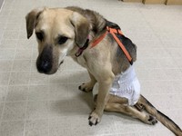 シェルターで初めて会ったとき。なんだか寂しそう…