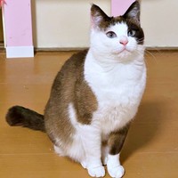 ふわもふの素敵なレディ・りぶちゃん（画像提供：べじたりあん。さん）