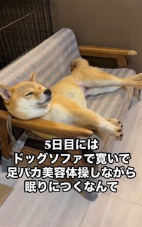 元繁殖犬のすももちゃん。おうちではとってもリラックスしてます（柴犬三姉妹の飼い主さん提供、IInstagramよりキャプチャ撮影）