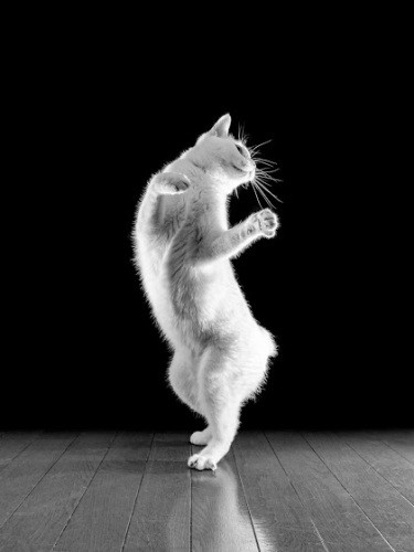 踊る猫（吉田さん撮影）
