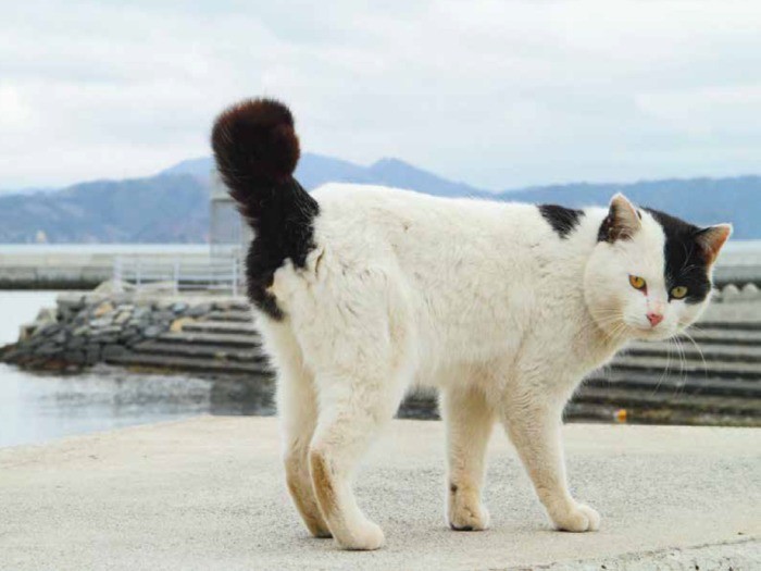 「オペラ座の怪人」略して「オペラ座」と呼ばれている。集落を股に掛け、行動範囲は広い