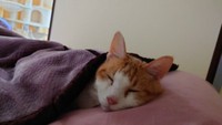 スヤスヤと睡眠中