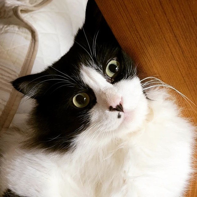 お家に来てから1週間＝eme.rafさん提供