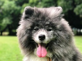 大阪で11月に開催　sippo写真展「みんなイヌ、みんなネコ」