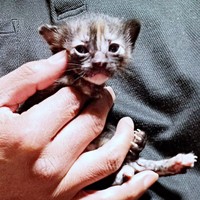 保護当時、片手のひらに収まるほど小さかったサニーちゃん（画像提供：popncatさん）