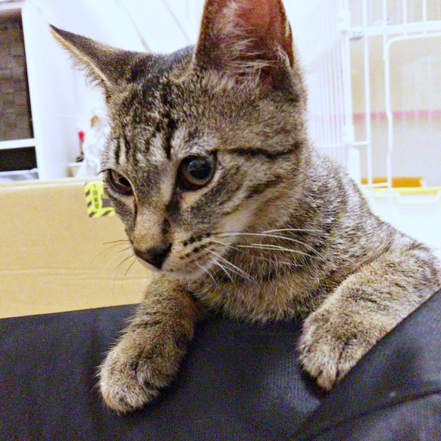 生後推定5、6カ月で迎えられた蓮くん（画像提供：うにねこさん）