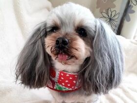 兄妹は大の仲良し！　パピーのように無邪気なMIX犬「のん」と先住犬「れん」