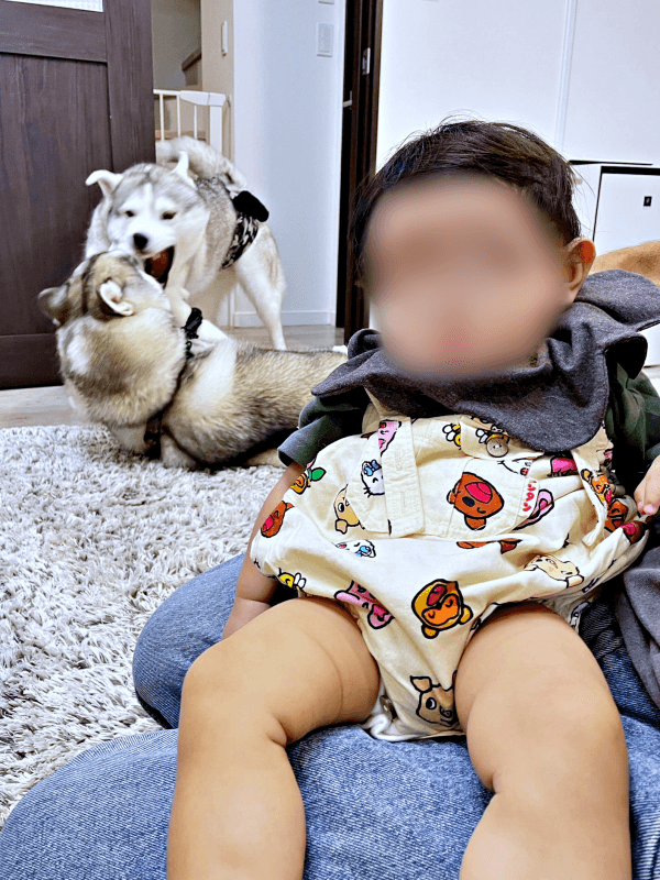 爆睡する赤ちゃんの後ろではーーワンプロする（下）グルートくん、（上）ロゼくん（画像提供：シベリアンハスキー ロゼさん）.png