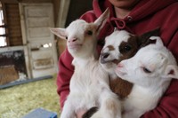 飼育員さんもっ三つ子ヤギに癒されているそう