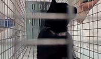 首輪は飼い主の親族によって外されていたが、傷跡は深く残り、これからも消えることはない（「アニマルレスキューたんぽぽ」さん提供、Instagramよりキャプチャ撮影）