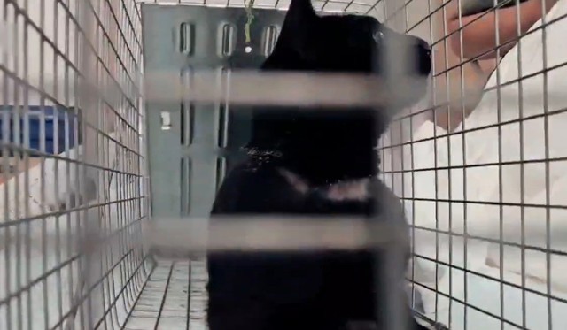 首輪は飼い主の親族によって外されていたが、傷跡は深く残り、これからも消えることはない（「アニマルレスキューたんぽぽ」さん提供、Instagramよりキャプチャ撮影）