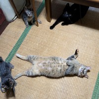 暑い日は畳部屋に猫がおちています（popncatさん提供）