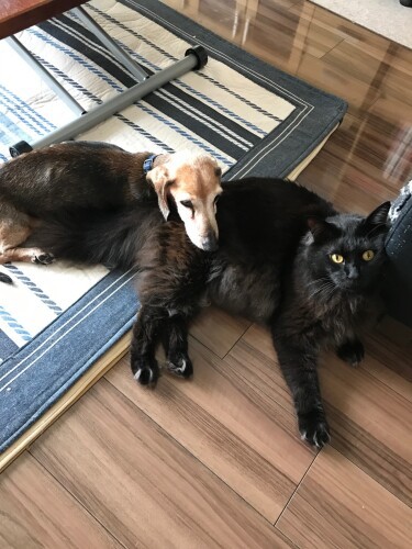 ジジに頭を乗せるアルマ（辻さん提供）