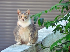 犬猫の変形性関節症　予防が大切、理想的な体重の維持を