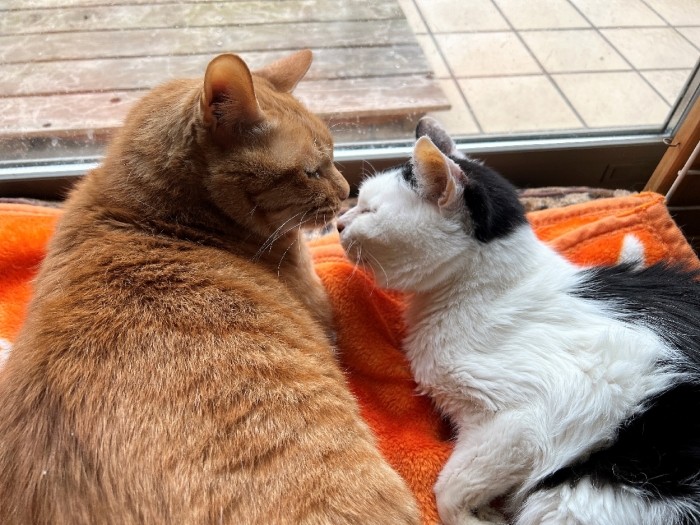 ながれ爺さまをなめてやる春吉（美樹さん提供）