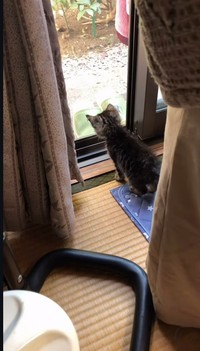 網戸越しに母猫の姿を見つけた子猫（「きゅう粒」さん提供、Instagramよりキャプチャ撮影）