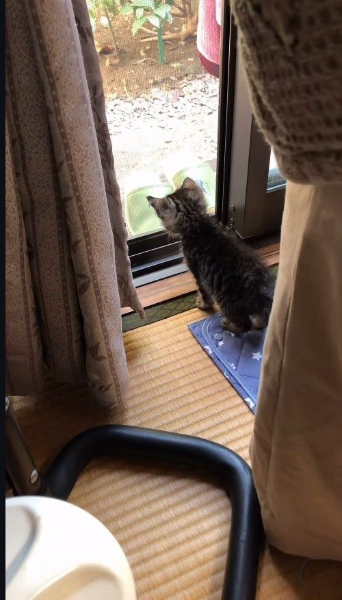 網戸越しに母猫の姿を見つけた子猫（「きゅう粒」さん提供、Instagramよりキャプチャ撮影）