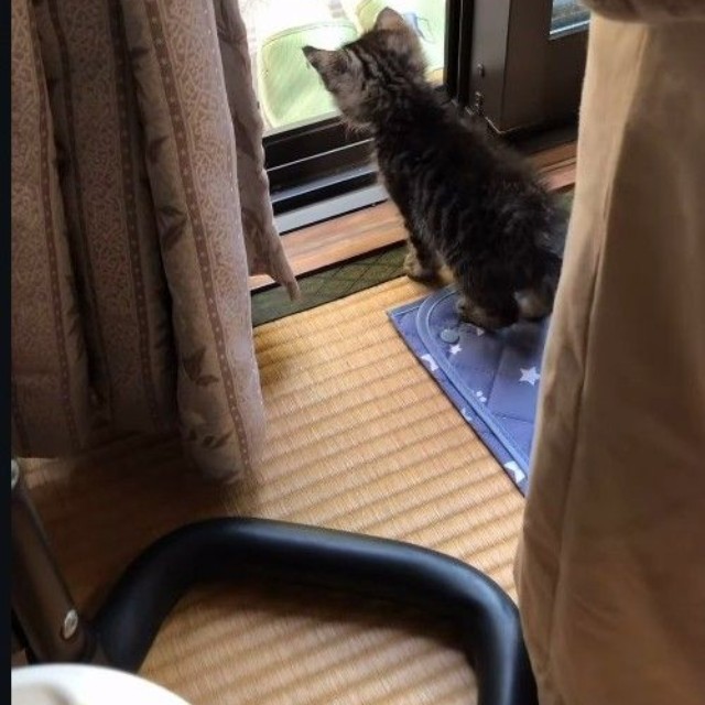 網戸越しに母猫の姿を見つけた子猫（「きゅう粒」さん提供、Instagramよりキャプチャ撮影）