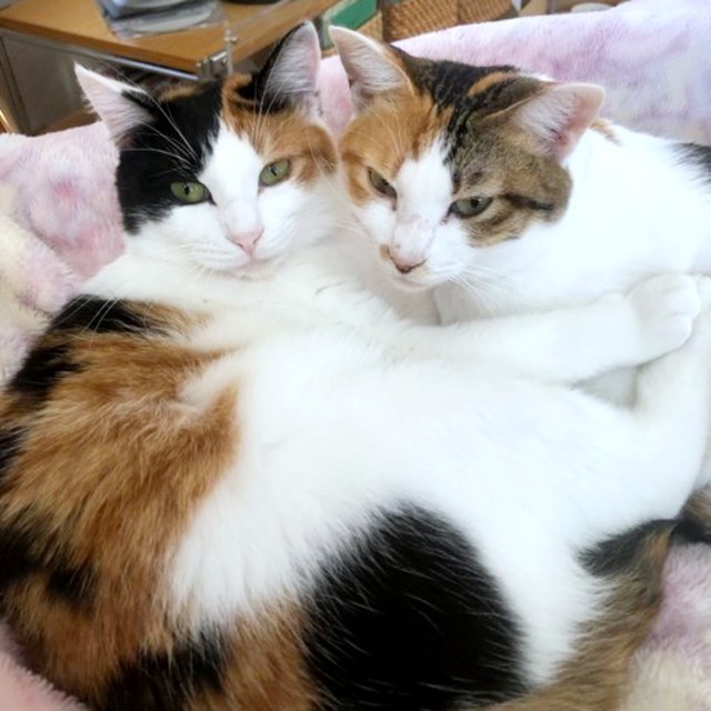 仲良く添い寝する（左から）みくちゃんとるりちゃん（画像提供：ねこ好きさゆりんさん）