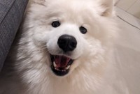 スマイル！（画像提供：サモエドのニコさん)