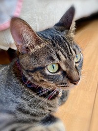  やんちゃ娘の椿ちゃん（画像提供：ねここさん）