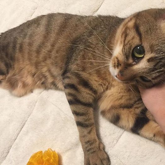 台風の時も余裕の表情を見せていためめちゃん