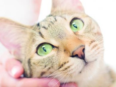  猫の命をつなぐボランティア、家族たちの物語、児童書に