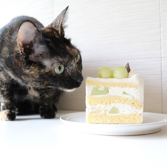 メロンケーキ、おいしそうだにゃ～