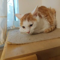 アイゼン君が大好きだったももちゃん。亡くなったあとはアイゼン君もロス状態に