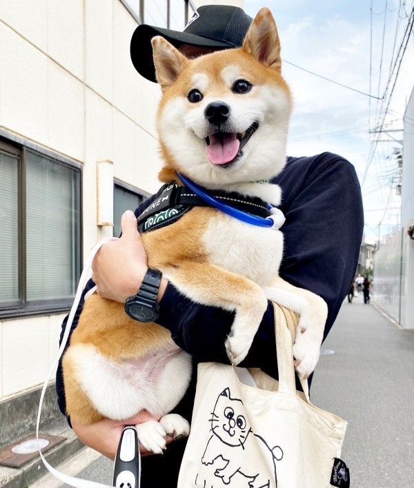 散歩終盤、抱っこされた瞬間元気を取り戻すひるねちゃん（画像提供：柴犬 ひるねさん）