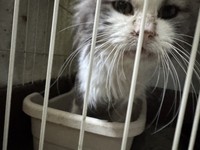 飼い主に「病気ばかりでいらなくなった」と捨てられたノルウェージャン（「ＮＰＯ法人 hinatabocco」さん提供）