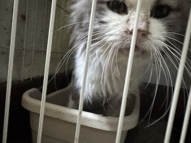 飼い主に「病気ばかりでいらなくなった」と捨てられたノルウェージャン（「ＮＰＯ法人 hinatabocco」さん提供）