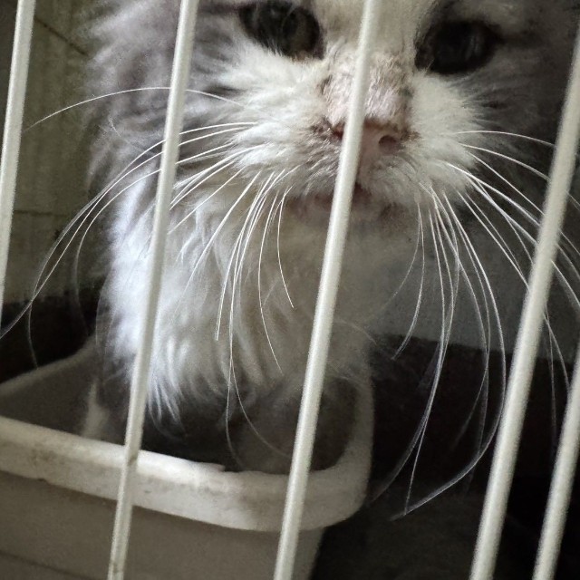 飼い主に「病気ばかりでいらなくなった」と捨てられたノルウェージャン（「ＮＰＯ法人 hinatabocco」さん提供）