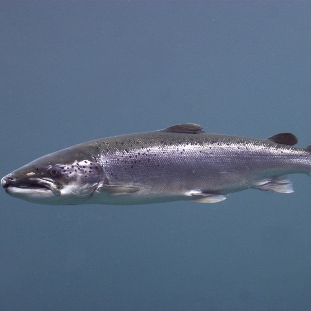 サケ※画像はイメージ