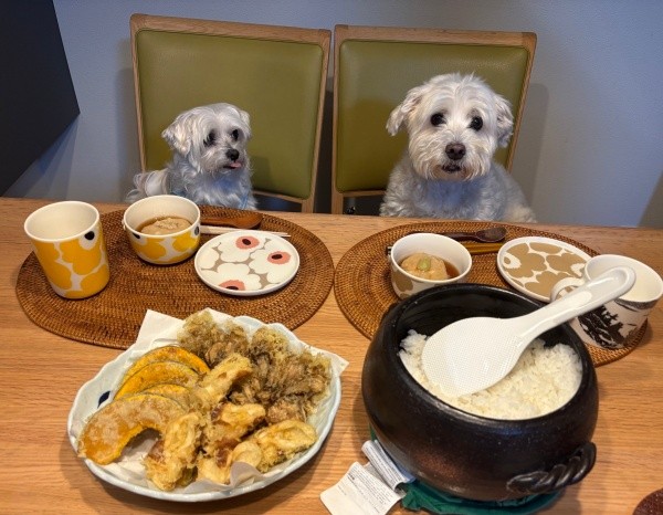 飼い主さんと一緒にご飯を食べる（左から）マルくん、プクくん（画像提供：プクマルさん）