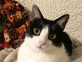 亡きシーズーに助けられすくすく　ハチワレの保護猫「ルナ」