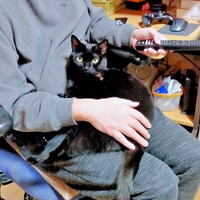 パパの膝上でくつろぐちーちゃん（画像提供：chokobird5さん）